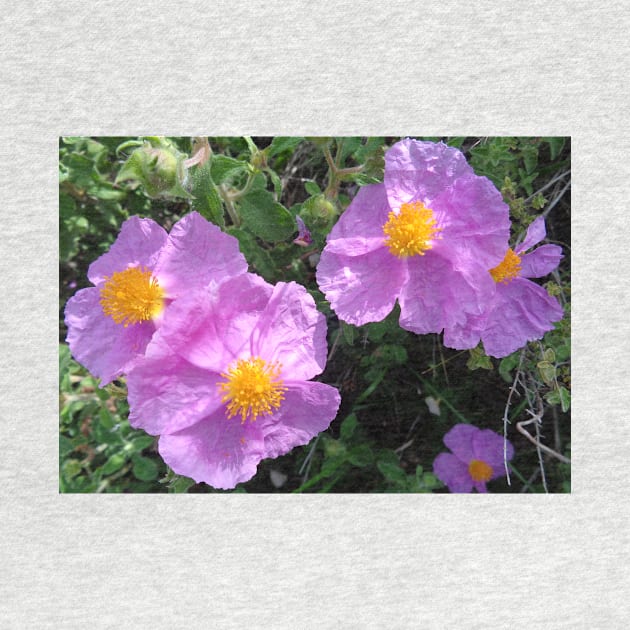 Wild Mountain Cistus by aeolia